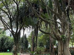 -瑞丽独树成林风景区