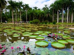 -中国科学院西双版纳热带植物园