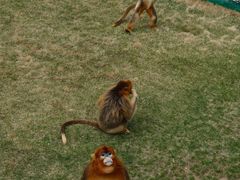 -西霞口神雕山野生动物世界