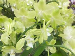 -静岸花卉园艺(三星坊店)