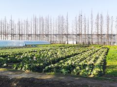 -上海长兴岛郊野公园