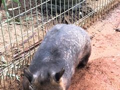 -费瑟代尔野生动物园