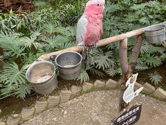 -南宫五洲植物乐园