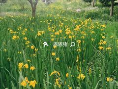 -贡湖湾湿地公园