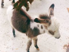 -清迈夜间动物园