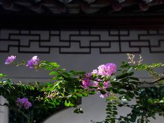 -上海醉白池公园