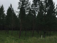 -塞罕坝国家级自然保护区