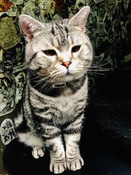 -幸运7纹身刺青Lucky7tattoo