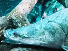 -上海海洋水族馆