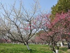 -上海海湾国家森林公园