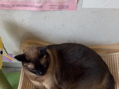 -关爱宠物医院·猫科中心·消化科(滨湖万达分院)