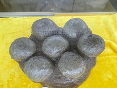 -诸城市恐龙博物馆
