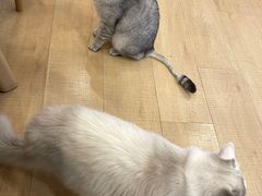 -Let's go狗咖·猫咖·奶狗·桌游(春熙路IFS店)