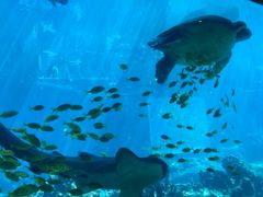 -海棠湾洲际-涛·海底餐厅·美人鱼·自助餐·海底隧道