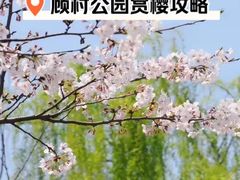 -顾村公园