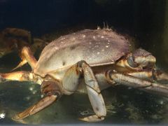 -广记海鲜(杨汊湖一店)