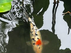 -莲池书院博物馆