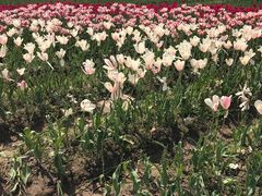 -杭州湾海上花田景区