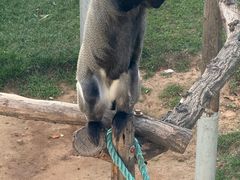 -西霞口神雕山野生动物世界