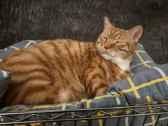 -猫猫幼稚园·撸猫·桌游·电玩