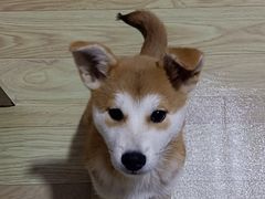 -小叮当动物医院·骨科·眼科