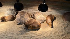 -Zoolung Zoolung动物主题公园(海信广场店)