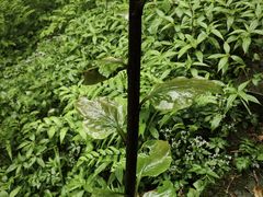 -武陵山森林公园