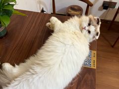 -楼上猫咖(罗湖店)