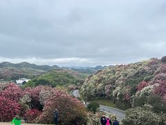 -贵州百里杜鹃风景名胜区