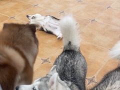 -Let's go狗咖·猫咖·奶狗·桌游(春熙路IFS店)