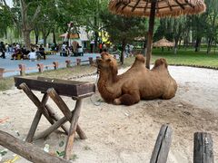 -北京野生动物园