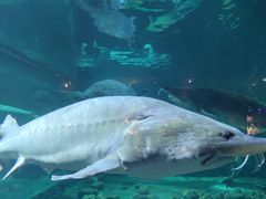 -华夏文旅海洋公园