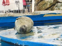 -芜湖新华联大白鲸海洋公园