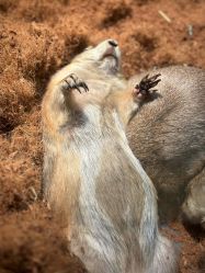 -Zoolung Zoolung动物主题公园(海信广场店)