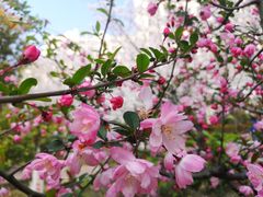 -高东镇樱花园