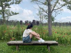 -黄海国家森林公园