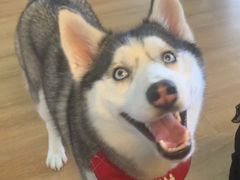 -Husky Go! 哈士奇体验馆·宠物咖啡厅狗咖
