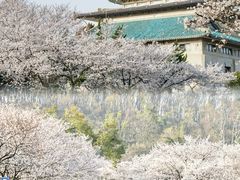 -武汉大学-樱园