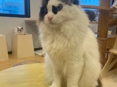 -有喵·猫咖·狗咖·30几只猫10只小狗(岗厦店)