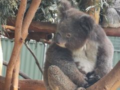 -费瑟代尔野生动物园