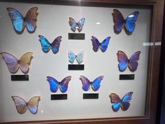 -上海昆虫博物馆