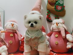-BABYDOG宝贝狗宠物乐园(欧洲城店)