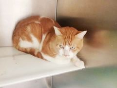 -艾吉宠物医院·疑难杂症转诊中心·猫友好(碧江路院)