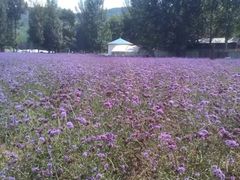 -紫海香堤香草艺术庄园