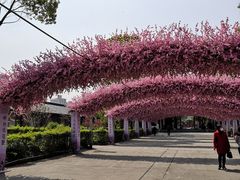 -南汇桃花村
