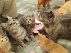 -楼上猫咖(罗湖店)