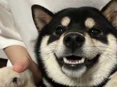 -萌宠之家·腊肠犬·马尔泰·小体犬舍