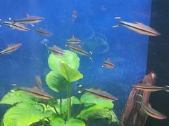 -沙沙哗啦海洋馆(华宇百花谷店)