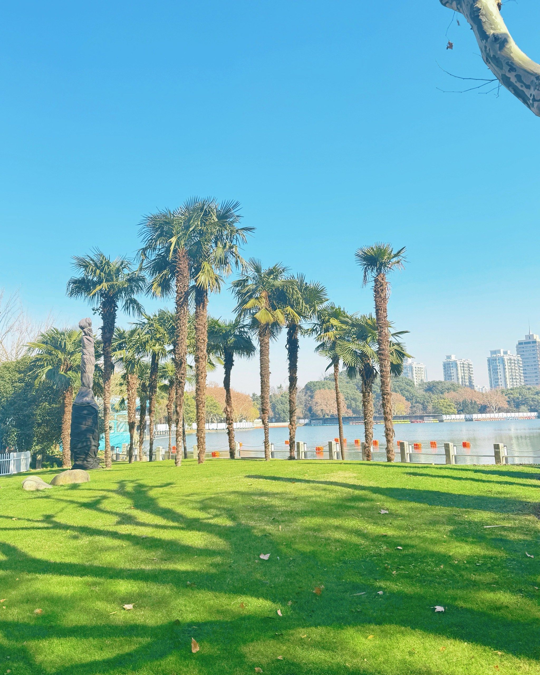 闭园翻修前再来看一眼🏞️长风公园