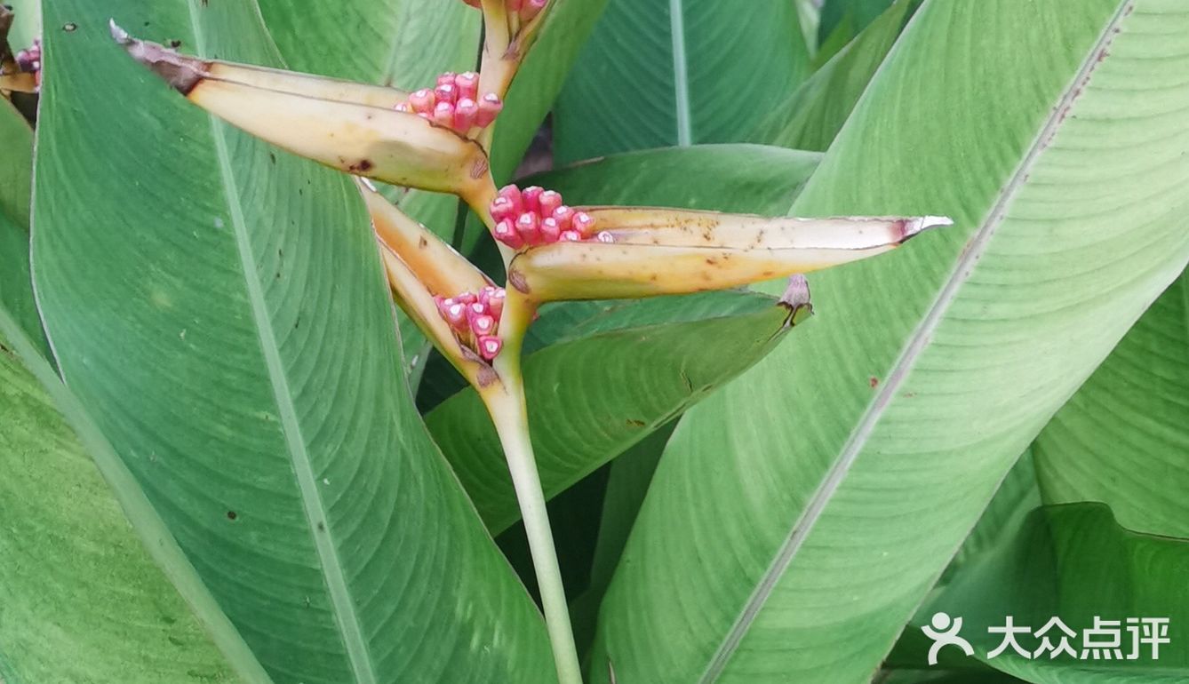 神州半岛上的发财鸟(鶴尾蕉)